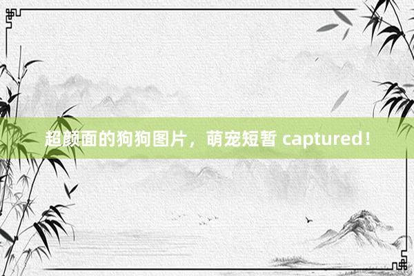 超颜面的狗狗图片，萌宠短暂 captured！